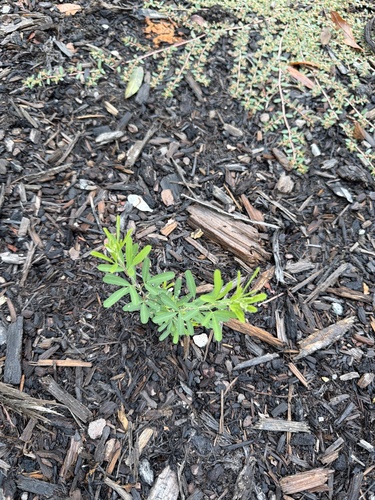 Lespedeza cuneata, photograph 1