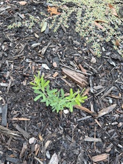 Lespedeza cuneata