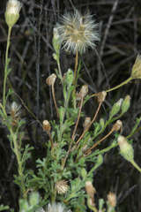 Vittadinia dissecta hirta