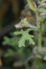 Vittadinia dissecta hirta