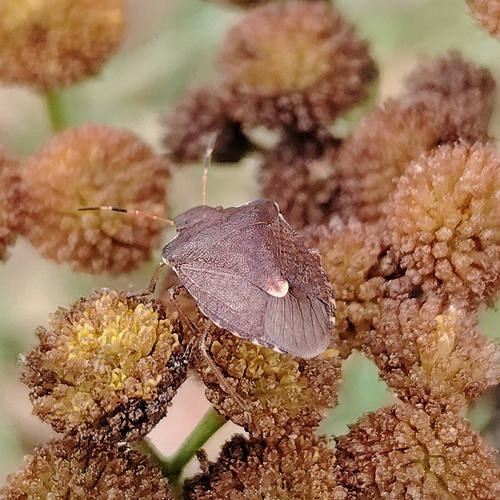 Vernal Shield Bug