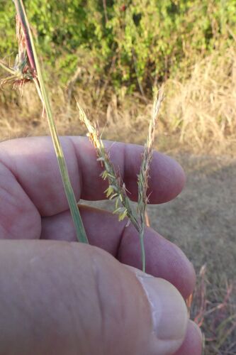 big bluestem