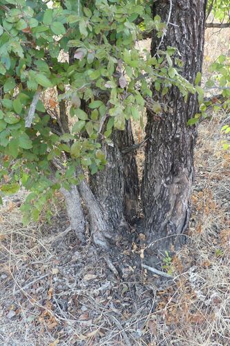 Cedar Elm