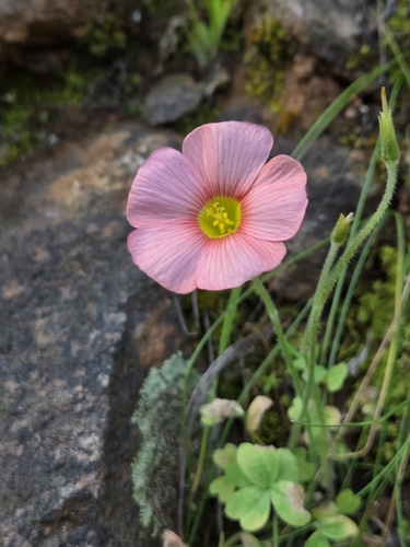 Oxalis obtusa, photograph 2