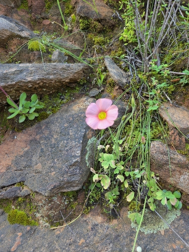 Oxalis obtusa, photograph 3