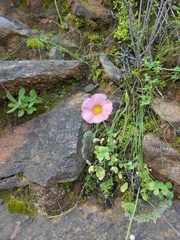 Oxalis obtusa, photograph (c) Mike Slater, some rights reserved (CC BY)