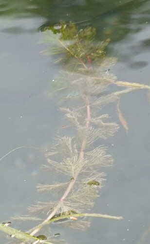 Eurasian water-milfoil