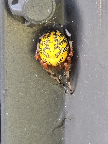 Marbled Orbweaver