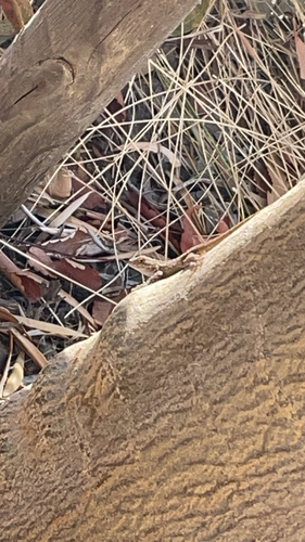 Western Fence Lizard