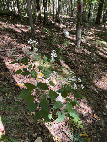 white snakeroot