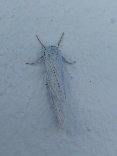 Coscinia chrysocephala