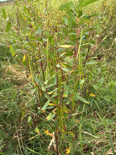 hemp dogbane