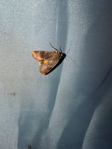 Noctua janthina