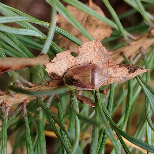Gorse Shield Bug