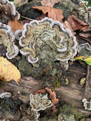 Tripe Fungus