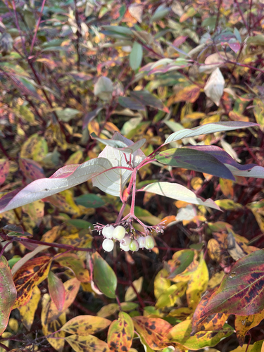red osier dogwood