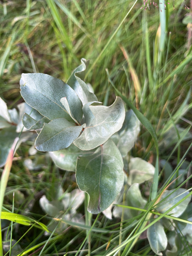 Silverberry