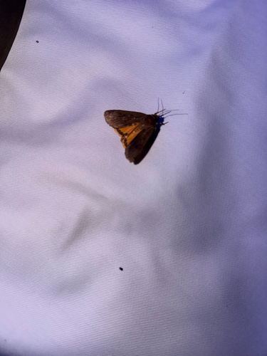 Large Yellow Underwing
