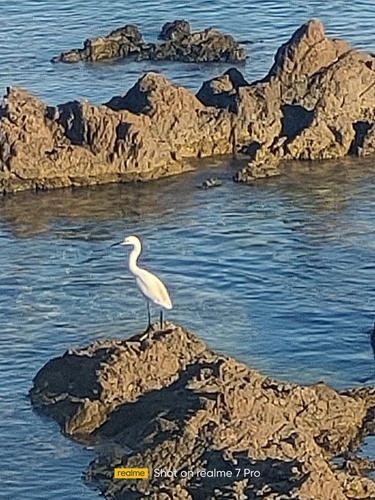Little Egret