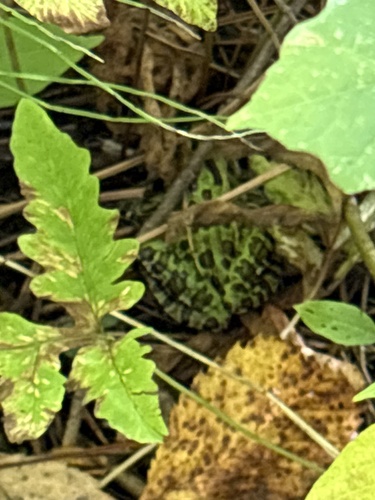Northern Leopard Frog