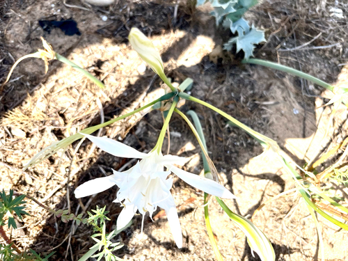 Sea Daffodil