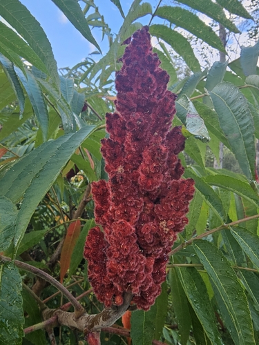 staghorn sumac