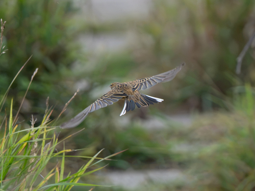 Meadow Pipit