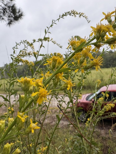 Atlantic goldenrod