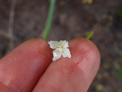 Clarkia epilobioides
