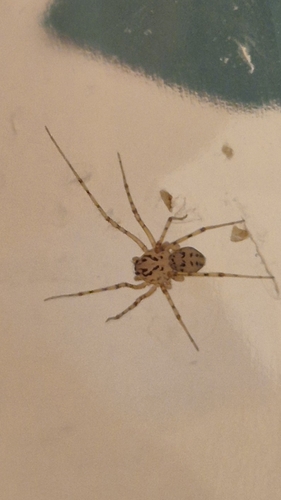 Common Spitting Spider