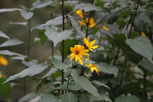 Jerusalem artichoke