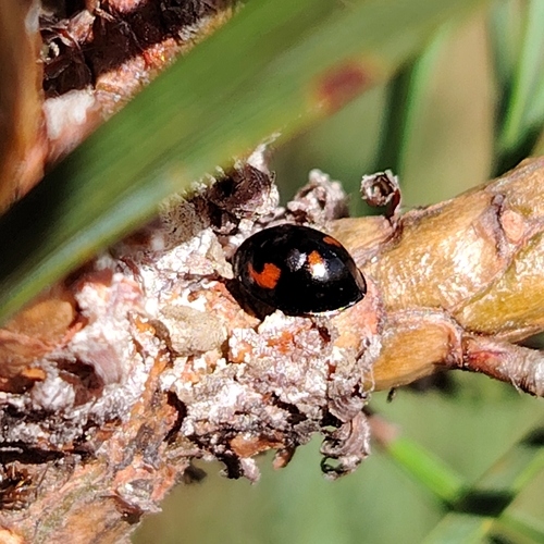 Pine Ladybird