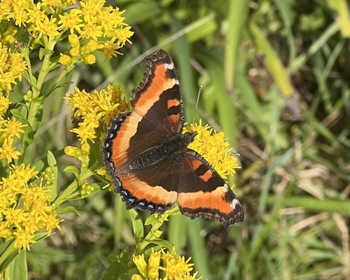 Milbert's Tortoiseshell