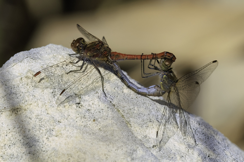 Common Darter