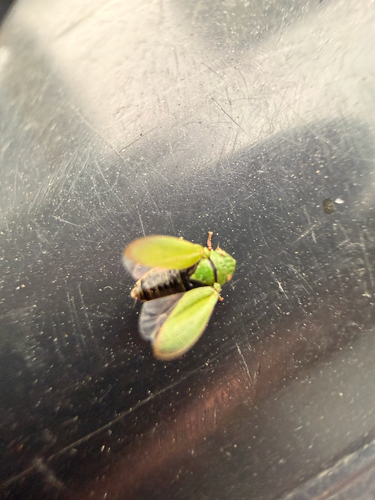 Tettigometra virescens