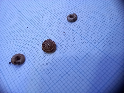 Rounded Snail