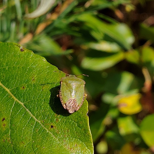 Green Shield Bug