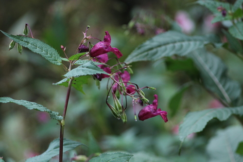 Himalayan balsam