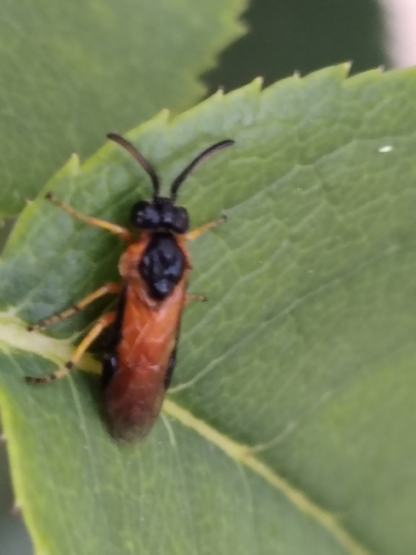 Rose Sawfly