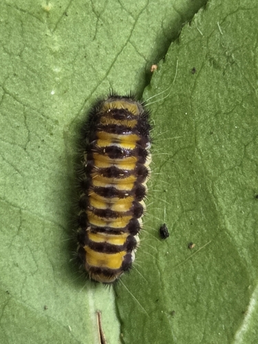 Grapeleaf Skeletonizer Moth