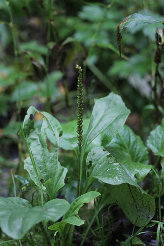 greater plantain
