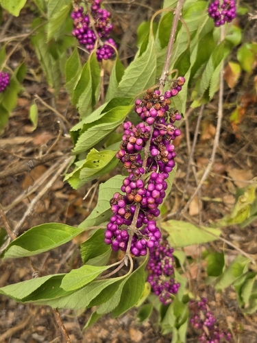 American beautyberry