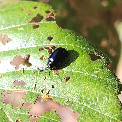 Alder Leaf Beetle