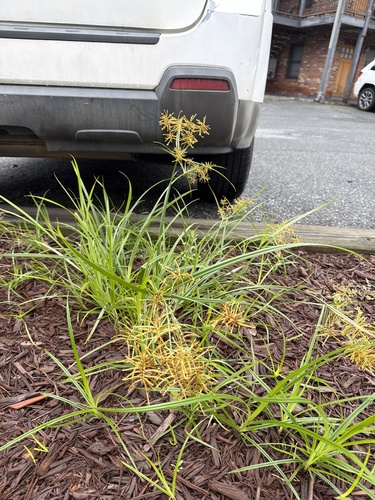 Cyperus esculentus, photograph 3