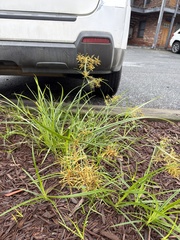 (c) Elliot Greiner, some rights reserved (CC BY) Cyperus esculentus, photograph (c) Elliot Greiner, some rights reserved (CC BY)