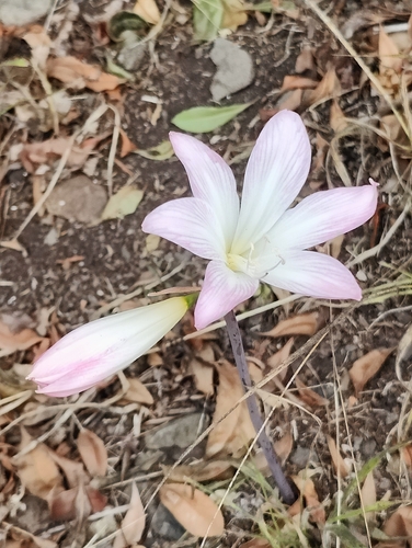 Belladonna Lily