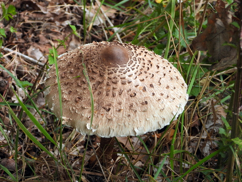 Parasol