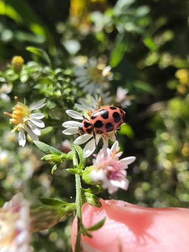 Spotted Pink Lady Beetle