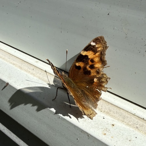 Compton Tortoiseshell