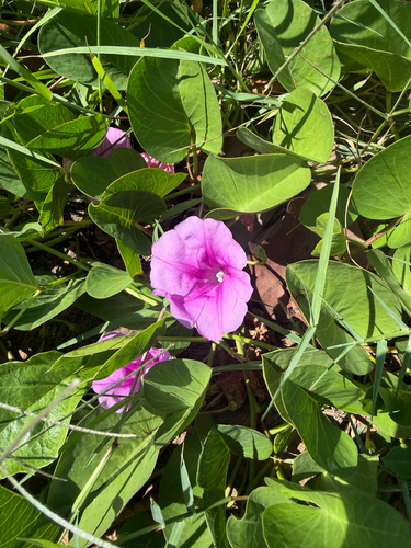 Beach Morning Glory